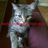 WORLD'S CRAZIEST ANIMAL SHOW (Space 3)