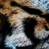AUTUMN RADIO CHAUD # 5 -NOBONES4DOGS RADIO