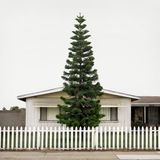 Pine songs. Part 2