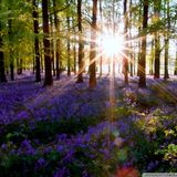 Sundrenched Synthetica