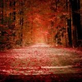 Sinous - november 2012 podcast