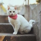 Die Kitten Tape 16