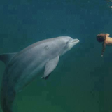 Lucifer Over London - Dolphin Power: Dr Michael Hyson and the Sirius Institute