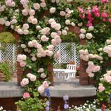 Garden Lounge