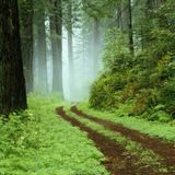 Deep Focus - Deep Forest Mix