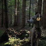 Seeing the Forest for the Trees