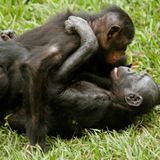 Podcast 9 Carpets and Bonobo Monkeys Explained