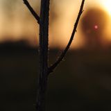 Victor Chelu - Autumn tactics
