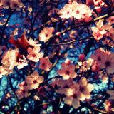 Fruits Will Reign The Planet-Minimix