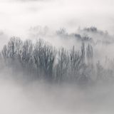 Deep Forest