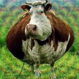 PDT - Cows Love Fractals