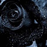 Winter Feelings