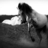 Cheval Radio - 26mai13 - n°63