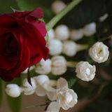 ~Jasmine n' Rose~ @ (My) Little Shop of Horrors*** by Sarra7*