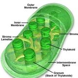 Photosynthesis