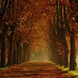 Dark Autumn (September 2012)