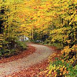 Autumn Mix