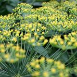 Dr. Legalize - Ukrop