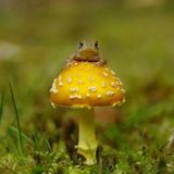 Wonderful psylife