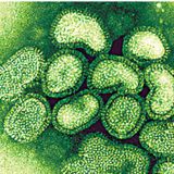 Pathogen - Viral Disease V2