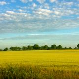 Fields
