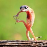 The Involuntary Outburst