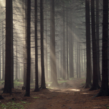Martin Nonstatic - Walk Into The Soundforest