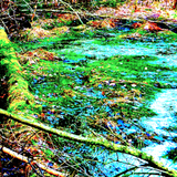 Soundbubbles From The Swamp