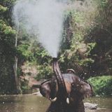 Aanti - In a Rainforest Mix