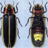 Earwig Presents Fireflies April 2011
