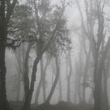 Fog Memory