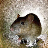 Rat in the Pipes Mix