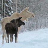 Snowflake mystery 3
