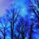 The AmAteur -- BLUE TREES (14.05)
