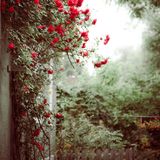 Spring Plejlist