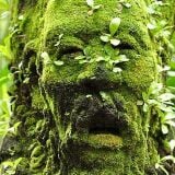 Green Dayze Part 2