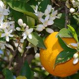 Universal Soul(Citrus Flower Mix)
