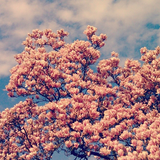 primavera