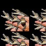 Crocodiles can do the Hustle (Spring 2010)