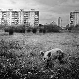 Wasteland