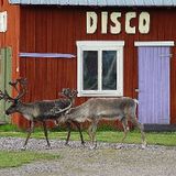 444_hangOver_#13 - Dányi Krisztina (morningdeer)