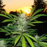 Subtifuge-A Ganja Man Ting 8-8-12
