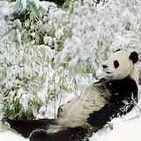 Tiger, Panda, Unicorn and Bear.