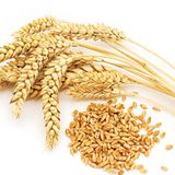 Le Gluten