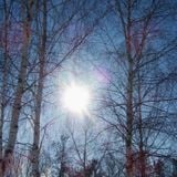 Winter Sunshine Mix