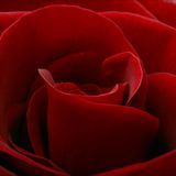 Valentines Taster Mix from Prof Stretch
