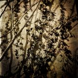 Bardo Radio - A Swarm of Branches - April 2014