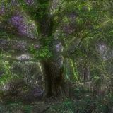 2014 Lysergic Tree's Set