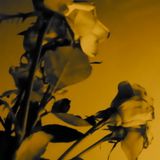 Number 9: The Autumn Tape B-Side