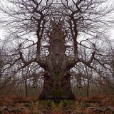 New Psy Forest Set 2014: Visions of Shamanic Tree